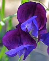 Butterfly Pea Lavender Queen, 35 Seeds R - £14.66 GBP