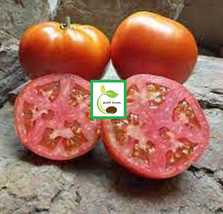 50 Seeds Mountain Spring Tomato Tomatoe Vegetable Garden Edible Canning - $3.66