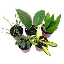 Hoya Variety Assortment Plant Set, Premium set, in 2 inch pots set of 5, growers - £20.75 GBP