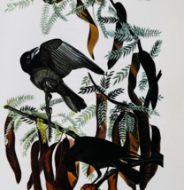 1979 Fish Crow Color Plate Print Audubon Birds Of America Vintage Art F15L - $29.99