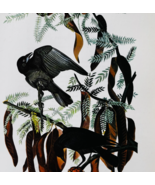 1979 Fish Crow Color Plate Print Audubon Birds Of America Vintage Art F15L - $29.99