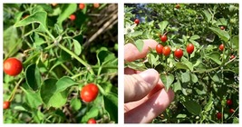 75 Seeds Chiltepin / Tepin / Chile Pequin / Birds Eye Pepper Seeds FREE SHIP - £18.87 GBP