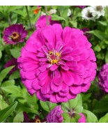 Fresh Zinnia Dark Violet Songbirds Butterflies Hummingbirds Bees Non-Gmo... - €9,40 EUR