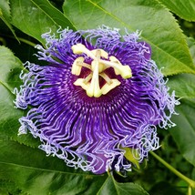 US Seller 10 Purple Passion Flower Passion Fruit Granadilla Passiflora Incarnata - £11.13 GBP