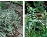 3 Live Plants Japanese Painted Fern Athyrium Niponicum Garden - £51.05 GBP
