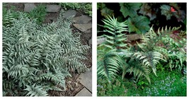 3 Live Plants Japanese Painted Fern Athyrium Niponicum Garden - £51.09 GBP