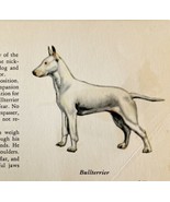 Bull Terrier White 1939 Dog Breed Art Ole Larsen Color Plate Print PCBG17 - €26,04 EUR