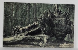 Mariposa Grove California The Fallen Monarch Horses Carriage Postcard S8 - £6.90 GBP