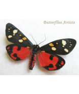 Scarlet Tiger Callimorpha Dominula Real Moth Framed Entomology Shadowbox... - $1,082.30 MXN