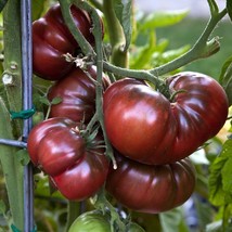 Black Brandywine Tomato Potato Leaf Fresh Fast Shipping - $3.98