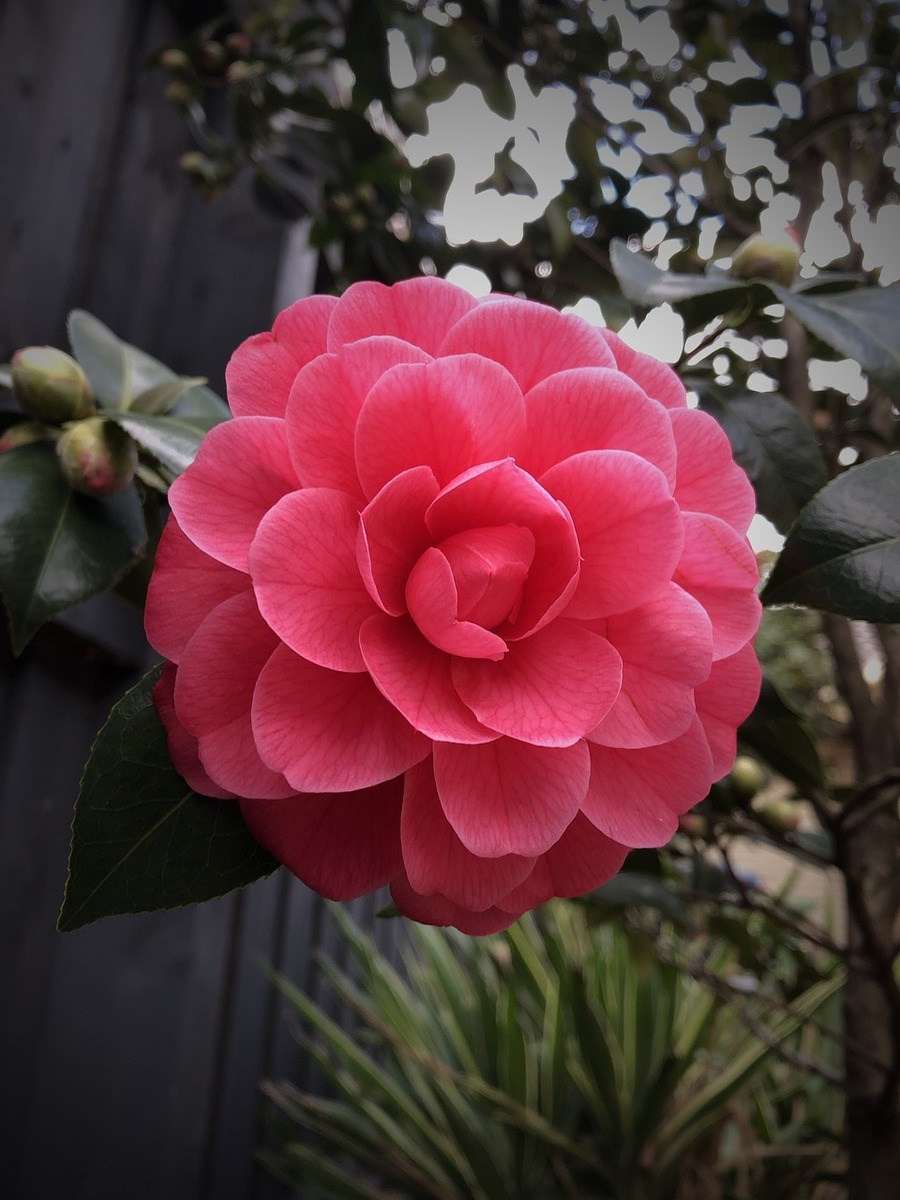 15~20 inch height Mathotiana Supreme Camellia Japonica Plant: Red Bloom ... - $94.42
