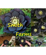 SML 25 Seeds Midnight Black Hellebore Rose Flowers Fast Shipping - €12,40 EUR