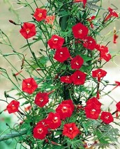 Garden Store 20 Seeds Store Ipomoea Sloteri Cardinal Climber Morning Glory Flowe - £11.52 GBP