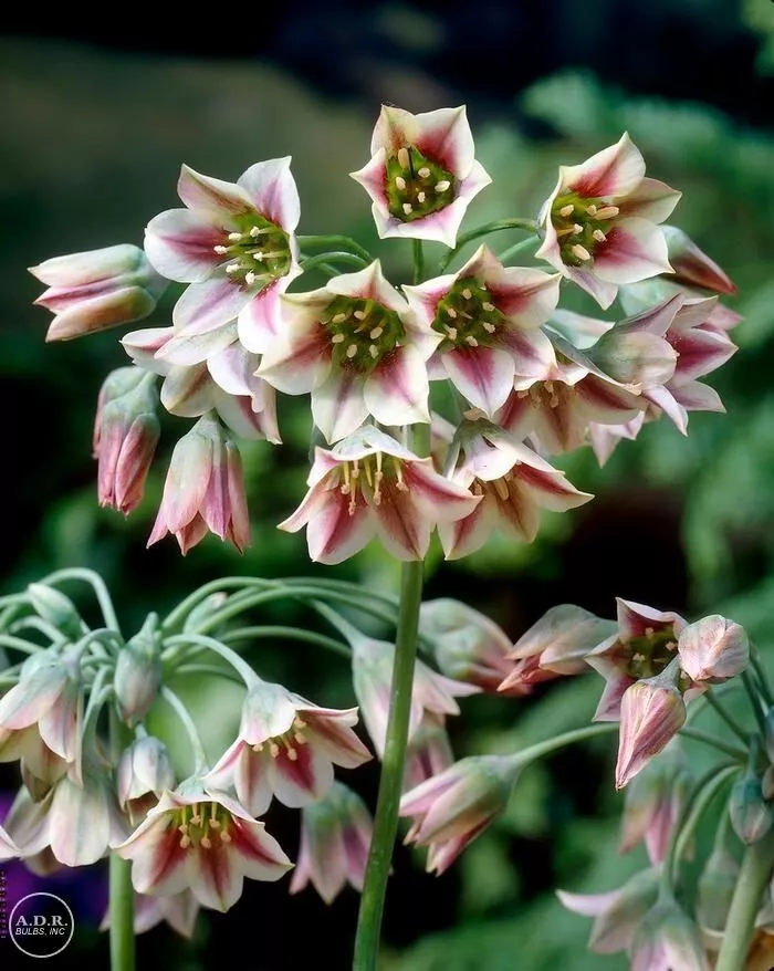 Allium Nectaroscordum Siculum SICILIAN HONEY GARLIC 3 Flower Plant Bulbs - £20.87 GBP