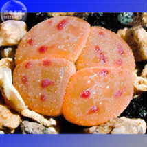 BELLFARM 10+ Lithops dinteri subsp. dinteri var. brevis Seeds flesh red spot lov - £16.48 GBP