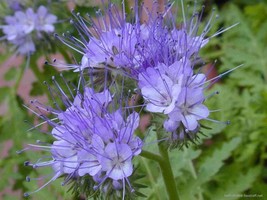 phacelia tanacetifolia seeds - 500 seeds - code 265 -fakeloti -lacy phac... - $4.99