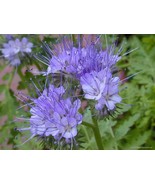 phacelia tanacetifolia seeds - 500 seeds - code 265 -fakeloti -lacy phac... - $91.84 MXN phacelia tanacetifolia seeds - 500 seeds - code 265 -fakeloti -lacy phac... - $91.84 MXN