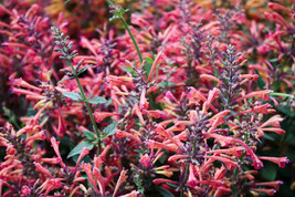 30 Mixed Colors Agastache Aurantiaca Cana Hummingbird Mint Hyssop Flower Seeds - $20.85