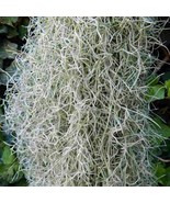 Large Starter Portion - Tillandsia usneoides - Spanish Moss - €21,24 EUR