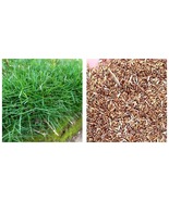 Zoysia Japonica Grass See Details - (Color: Seed) 60000Pcs Seeds - £27.26 GBP