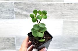 Rare Peperomia Rotundifolia Hope Plant In 3&quot; Pot Rooted Live Plant - £12.36 GBP