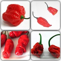 BELLFARM &#39;Cow-horn&#39; Large Long Cayenne Pepper Vegetable Seeds, 30 seeds, origina - £3.18 GBP