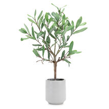 Potted Olive Leaf Topiary 17.5&quot;H - 851464 - $77.30 CAD