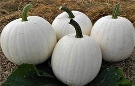 5 Seeds Casper White Pumpkin Seeds NON-GMO - £10.22 GBP