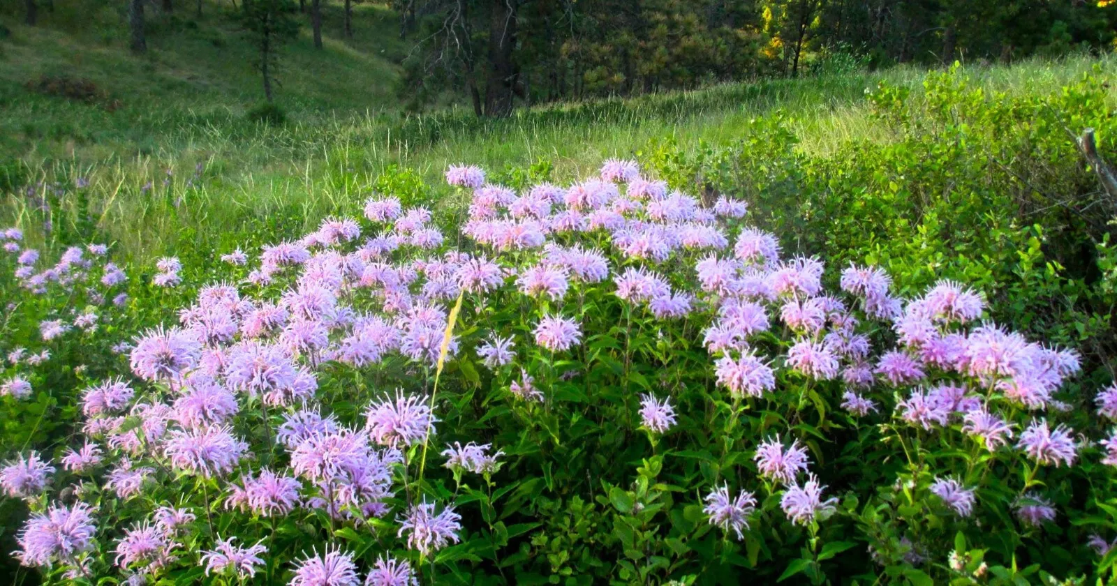 FARM 500 Wild Bergamot Monarda Bee Balm Attracts Butterflies Bees Bulk Seeds - $9.25