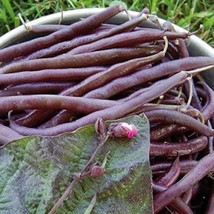 Bean Royal Burgundy Bush Fresh Seeds Fast Shipping - $18.75