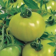 Fried Green Tomato Tomato Seeds Fresh Seeds USA - $12.80