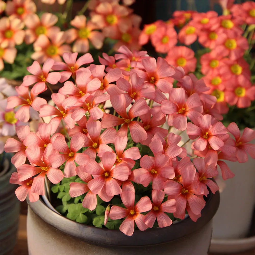 fresh Oxalis Obtusa Series Bulb - &#39;Red Queen&#39;, Pack of 5 Bulbs - $13.49