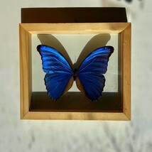 Real Butterfly Blue Morpho Didius - $61.48