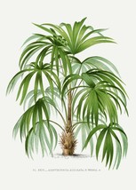 PALM TREE PRINTS: Botanic Illustrations of Palms Artwork - £6.86 GBP+