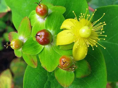 Hypericum Uralum St. John&#39;S Wort 50 Seeds Garden - £18.87 GBP