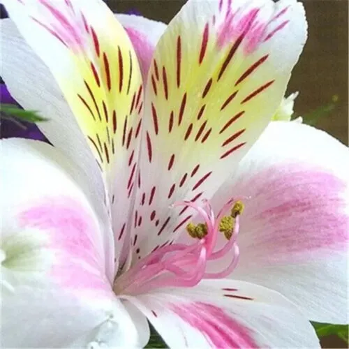 Fresh 50 White Obedient Plant Physostegia Angustifolia False Dragon Flower 50 Se - £8.74 GBP