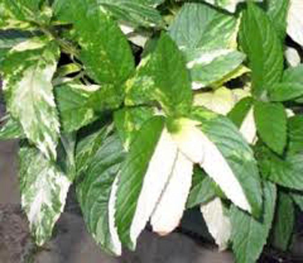 PEPPERMINT SEED, HEIRLOOM, ORGANIC, NON GMO (500+) PEPPERMINT SEEDS, SPICE, HERB