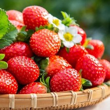 200 pcs Cream Strawberry Seeds Hardy Perennial Herb Fall &amp; Spring Planting - £7.29 GBP