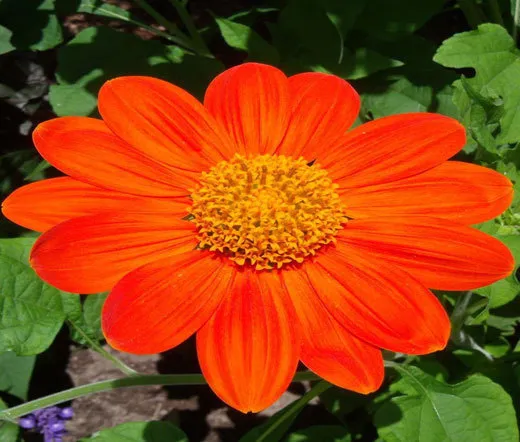 Sunflower Mexican Torch Tithonia Rotundifolia 100 Bulk Seeds Fresh Seeds - $39.98