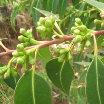 10 Eucalyptus Botryoides Southern Mahogany Seeds For Planting   - £15.05 GBP