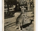 Kangaroo with Joey Real Photo Postcard Koala Park Australia  - $17.82