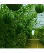 Very Sweet Big Round Red Watermelon Tree F2, 20 Seeds - $14.29