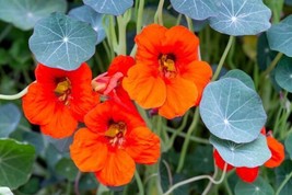 Nasturtium Empress Of India 30 Seeds Heirloom Flower Fresh - £13.90 GBP