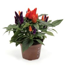 25 Ornamental Pepper Seeds Ornamental Mambo Purple And Orange Plant Seeds Fresh  - $15.09