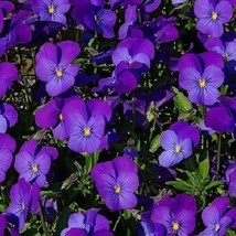 35 Viola Cornuta King Henry Perennial Flower Seeds Fresh Gardening Usa Seller - $18.53