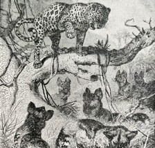 A Leopard Beset By African Wild Dogs 1887 Wood Engraving Victorian Art DWEE28 - £23.96 GBP