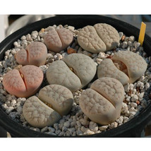 USA SELLER 100Pcs Lithops Gracilidelineata C385 Succulents Garden Plants Seeds F - £13.96 GBP