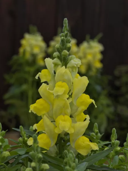 Mpb#4 Snapdragon Seeds Snapdragon Candy Tops Yellow 50 Pelleted Seeds Fresh Gard - £10.75 GBP