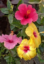 PWO 20 Mixed Hibiscus Seeds / Perennials / Big Blooms / Us Seller / Ts - £5.63 GBP