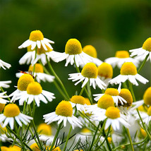 Resilient Chamomile Seeds - Thriving in Various Soil Types - £7.86 GBP